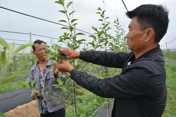 赤峰苹果树修剪基地电话号码-第1张图片
