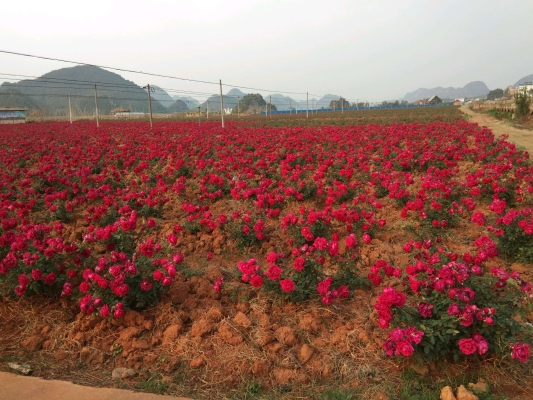 赤峰市玫瑰花园社区电话号码-第1张图片