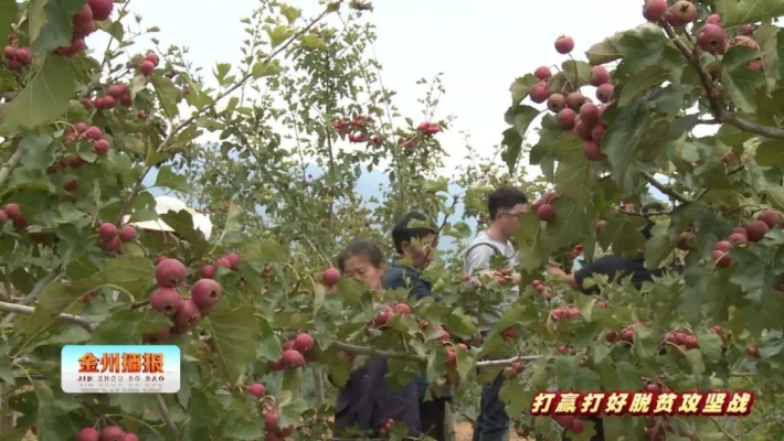 赤峰山楂采摘基地电话多少号-第1张图片