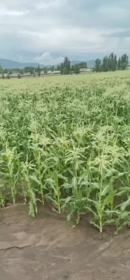 赤峰有收甜玉米的吗电话号码-第1张图片