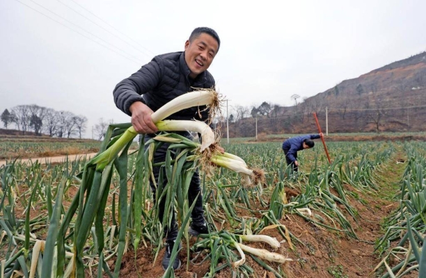 赤峰闫哥大葱种植基地电话号码-第1张图片