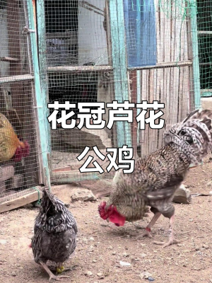 赤峰芦花大公鸡饭店电话号码-第1张图片