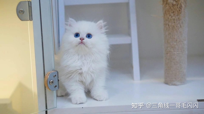 赤峰市闪闪猫舍地址电话号码-第1张图片