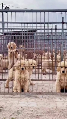 赤峰市金毛犬舍电话多少号-第1张图片