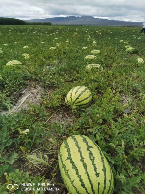 赤峰万亩西瓜种植基地电话号码-第1张图片