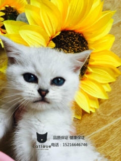 赤峰猫舍基地电话号码多少-第1张图片