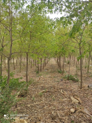 赤峰苗木回收公司电话多少号-第1张图片