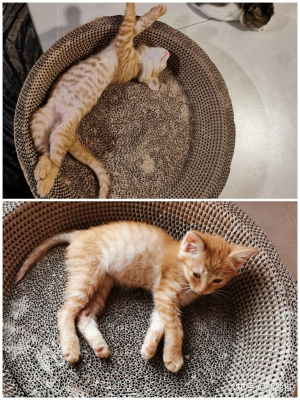 赤峰橘儿猫咖啡馆电话号码-第1张图片