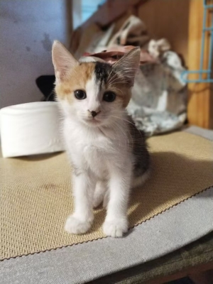 赤峰小奶猫领养电话号码查询-第1张图片