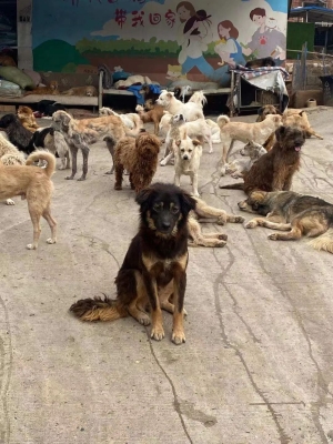 赤峰猫狗救助站电话地址查询-第1张图片