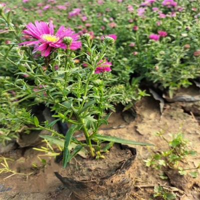 赤峰盆栽荷兰菊基地电话号码-第1张图片