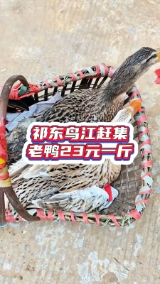 赤峰吃货鸭子电话号码多少号-第1张图片