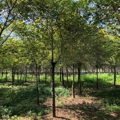 赤峰梧桐花冶炼厂电话号码-第1张图片