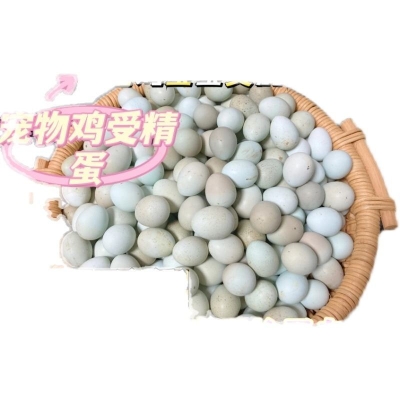赤峰鹌鹑种蛋基地电话号码查询-第1张图片