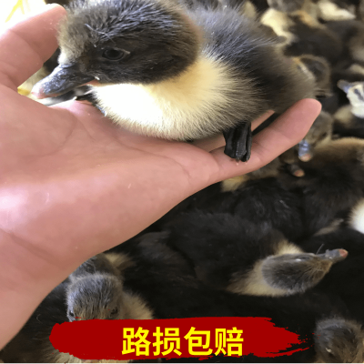 赤峰鸭苗厂家电话号码查询-第1张图片