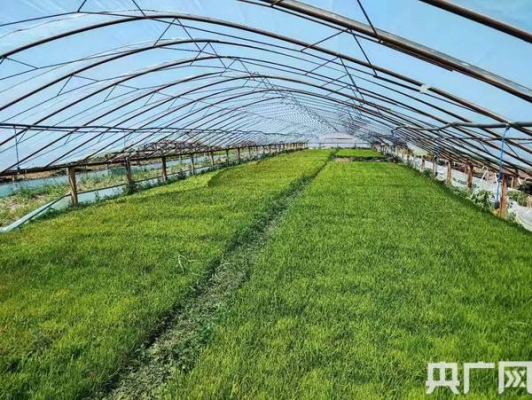 赤峰市水稻收购电话号码是多少-第1张图片