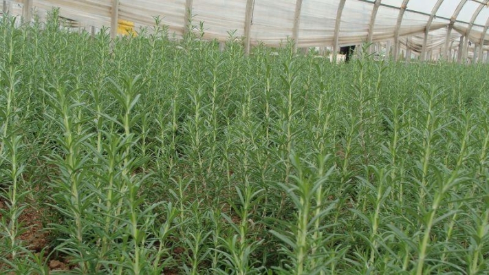 赤峰平庄老姜种植基地电话号码-第1张图片