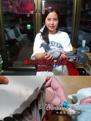 赤峰市猫咪寄养电话号码查询-第1张图片