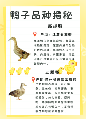 赤峰鸭苗厂家电话号码多少号-第1张图片