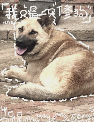 赤峰狗狗代养中心电话多少号-第1张图片
