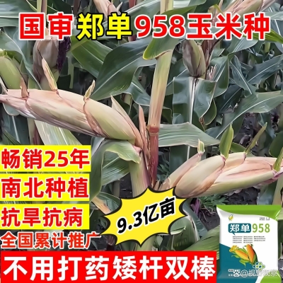 赤峰苞谷种子厂家电话地址查询-第1张图片