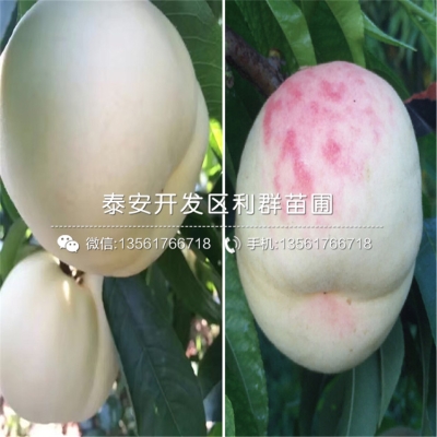 赤峰果树苗基地电话多少号-第1张图片
