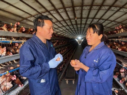 赤峰市蛋鸡养殖户电话号码-第1张图片