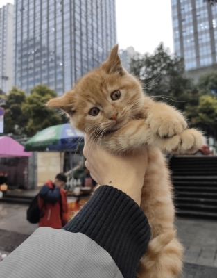 赤峰橘猫买卖网站地址电话号码-第1张图片