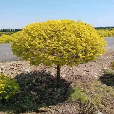 赤峰玉带草苗种植基地电话号码-第1张图片