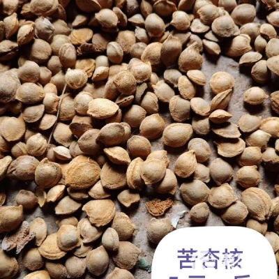 赤峰杏核收购点联系电话号码-第1张图片