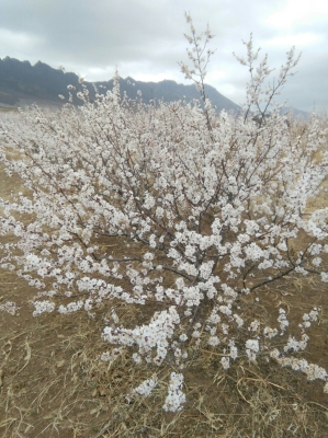 赤峰柏雪古筝工作室电话号码-第1张图片