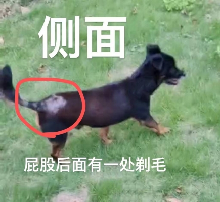 赤峰出售土狗电话号码是多少号-第1张图片