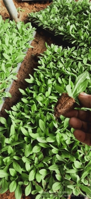 赤峰活体豆苗种植基地电话号码-第1张图片