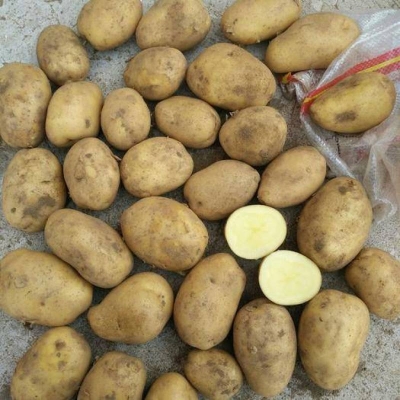 赤峰收土豆的商家电话号码-第1张图片