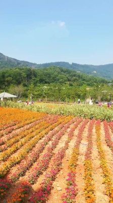 赤峰杜鹃花庄园地址电话号码-第1张图片