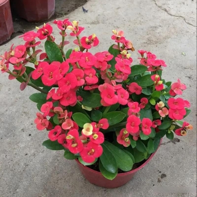 赤峰花町美植店地址电话号码-第1张图片