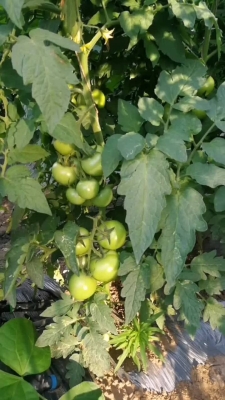 赤峰番茄定植基地电话号码查询-第1张图片