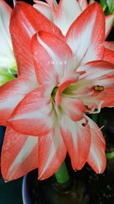 赤峰卖朱顶红花的电话号码是多少-第1张图片