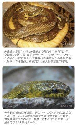 赤峰念宠宠物殡葬电话号码查询-第1张图片