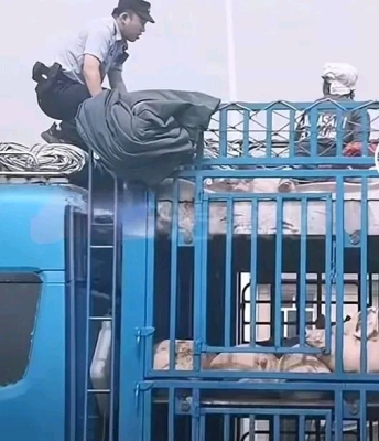 赤峰收大猪老板电话号码是多少-第1张图片