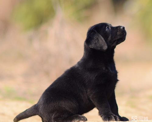 赤峰市宠物犬出售电话号码-第1张图片