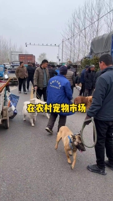 赤峰售卖边牧狗的地方电话号码-第1张图片