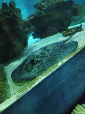 赤峰大鱼水族馆电话地址查询-第1张图片