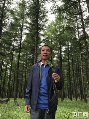 赤峰落叶松苗供应电话号码-第1张图片
