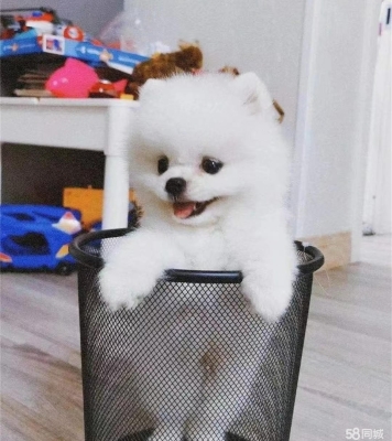 赤峰同城犬舍电话号码多少号-第1张图片