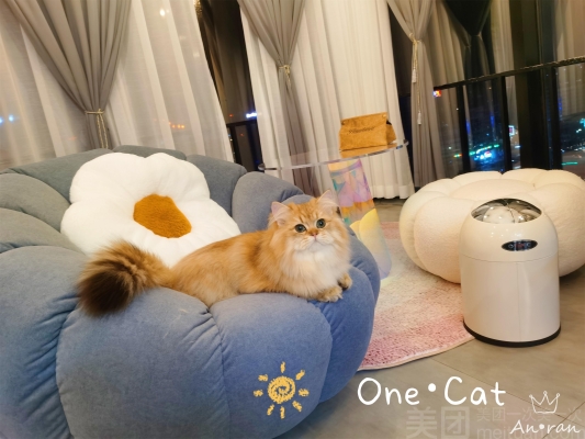 赤峰猫咪洗护中心电话号码查询-第1张图片