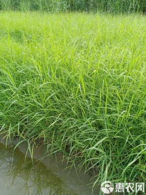 赤峰芦苇种苗种植基地电话号码-第1张图片