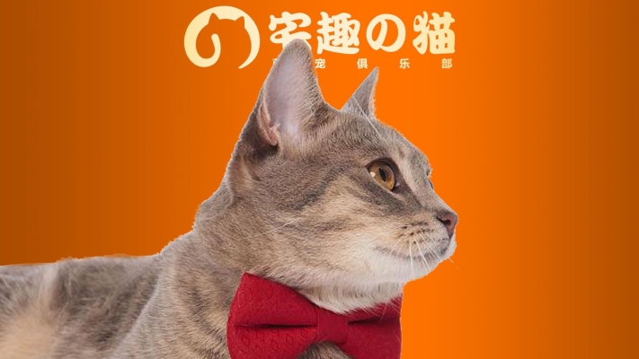 赤峰红山区猫舍地址电话号码-第1张图片