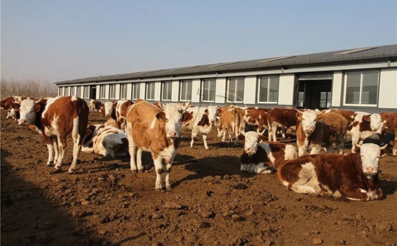 赤峰鑫丰肉牛养殖厂电话号码-第1张图片