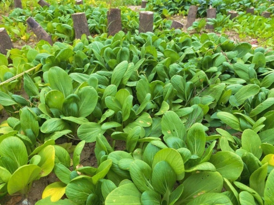 赤峰小豆豆农庄电话多少号-第1张图片